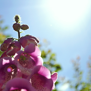 Light on a flower