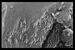 Microbacteria from Martian meteorite?