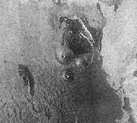 Volcanic Domes on Venus